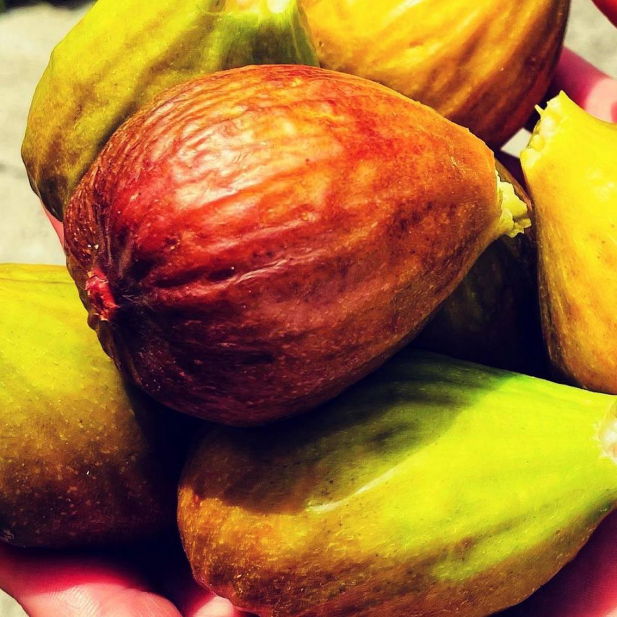 Smokve - iz ugla farmaceuta